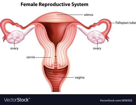 ⇒ click on the diagram to show / hide labels. Female reproductive system Royalty Free Vector Image