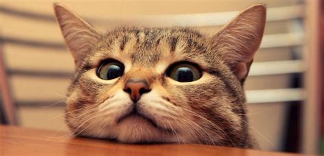 10 baka kucing paling cantik dan comel dalam dunia iluminasi. Koleksi Gambar Kucing Comel dan Lucu | Azhan.co
