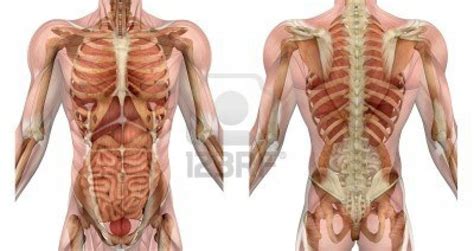 All muscles contract via the interaction of. Muscles of the male torso, front and back, semi ...