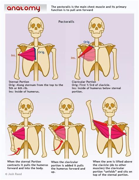 Learn how to draw the torso of the human body using this worksheet and tutorial. Pin by Mae Agana on body (torso, arm) | Human anatomy ...