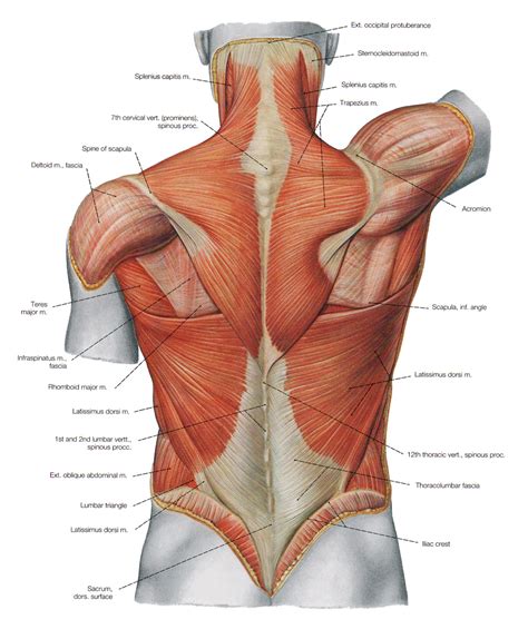 The muscles on the back of the trunk help lower the arms and move the body forward and sideways. Back Muscles