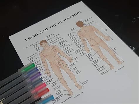 Get new version of adobe photoshop. How I Study Anatomy + Tips | Studying Amino Amino