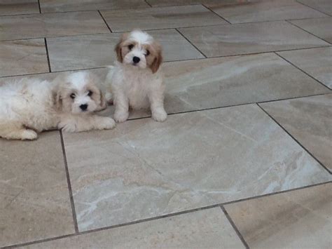 Check out our breed information page! Cavachon Puppies For Sale | Texas City, TX #290723