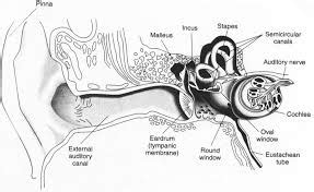 Dizziness and vertigo are classic symptoms of a vestibular balance disorder. Auditory: Pengertian Auditory