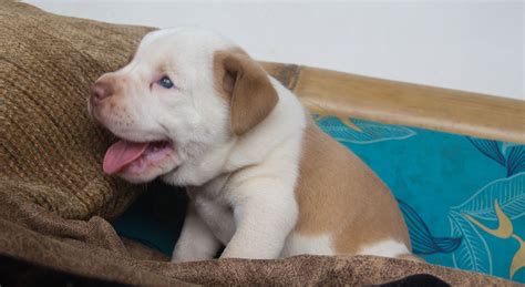 Anyone considering an english bulldog should be aware of the significant costs that go into raising and caring for this dog, mostly because of health problems. American Bulldogs of Costa Rica