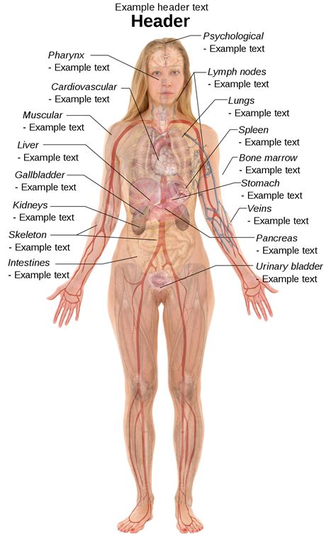 Human body system and female body part is not only shown in 3d but also each anatomyka system has its own labeled diagram and every term has a detailed explanation to learn human anatomy completely. File:Female template with organs.svg - Wikimedia Commons