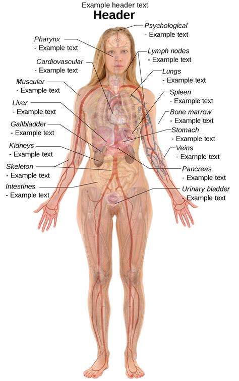 Complete anatomy human body male female man woman circulatory digestive lymphatic muscular nervous reproductive respiratory skeleton urinary system heart brain muscle zygote internal organ organs medicine head face torso vein artery lung. File:Female template with organs.svg - Wikimedia Commons