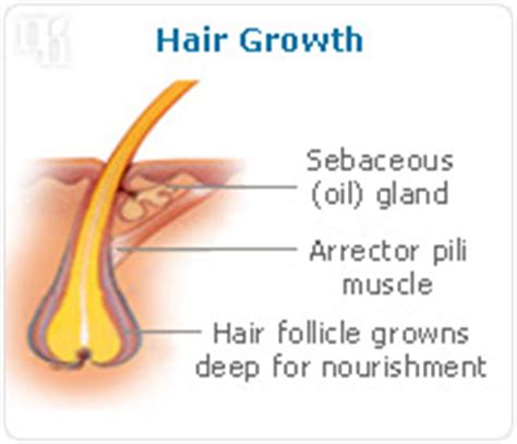 Hence, prolonged hypothyroidism has been associated with increased hair shedding and eventually diffuse hair thinning, a condition called chronic diffuse telogen hair loss (cdthl) 3, 6. Hair Loss during Menopause | SheCares