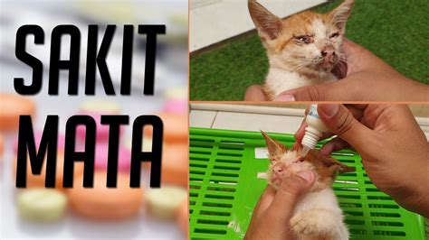 Apabila tidak segera diisolasi, penyakit mata. Cara Mengobati Kucing Sakit Mata , Mata Berselaput - YouTube