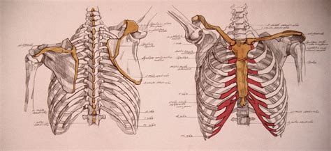 Learn about rib cage anatomy physiology with free interactive flashcards. Rib cage anatomy | deviantART: More Like Rib Cage by ...