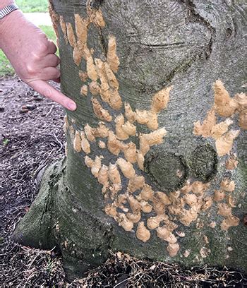 High caterpillar populations may cause heavy tree defoliation which. Gypsy moth outbreaks may be contained with the help of a ...