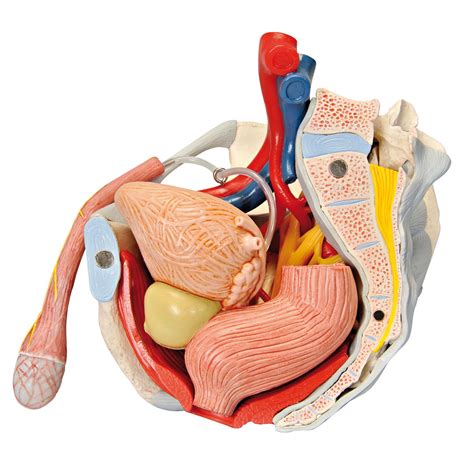 This mri male pelvis axial cross sectional anatomy tool is absolutely free to use. 3B Male Pelvis - 7 Parts - Reproductive System - Human ...