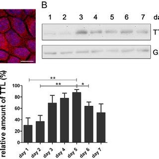Ttl models mazo mellany mazo britney mazo ttl model tbf yeraldin gonzález pretty pamela yeraldin gonzalez model heidy pino tcg. Pamela Ttl / Introducing Through The Loupes A Daily ...