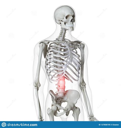 For more anatomy content please follow us and visit our website. Lower Back Muscles Diagram Pain - Aflam-Neeeak