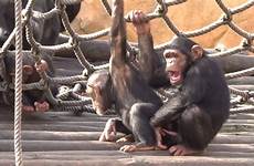 gay zoo monkeys