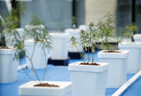 Die gräser werden einmal unter fließendem wasser abgespült und sind zum verzehr fertig. Marihuana Zuhause Anbauen