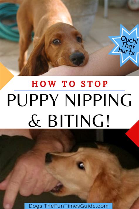 Check spelling or type a new query. Pin on New Dog OWNER Tips | first time dog owner advice