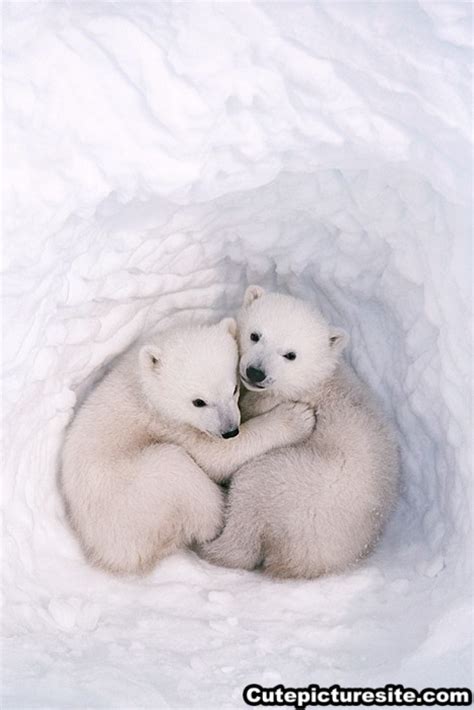 We did not find results for: 9 best images about Cute Baby Polar Bear on Pinterest ...