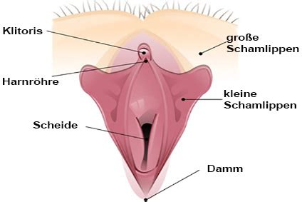 Tragen sie außerdem immer luftdurchlässige unterwäsche, um eine entzündungsfördernde. Die weiblichen Geschlechtsorgane | Gesundheitsportal