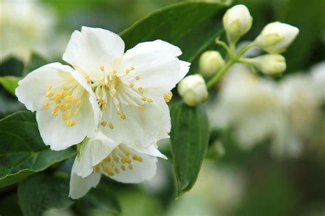 It has a twining habit and becomes a strong vine when tied to a support — it can even make an attractive living fence. All About Planting And Taking Care of the Star Jasmine ...