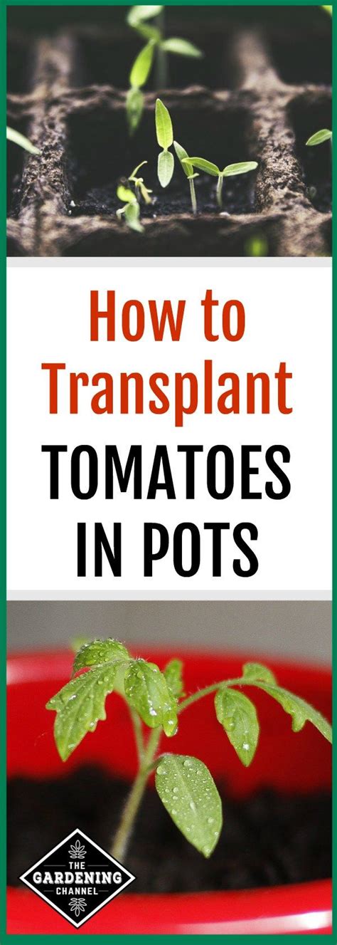 Learn how to care for these plants. Learn how to transplant tomatoes in pots. These tomato ...