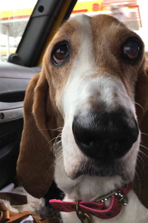 Basset hounds—buckle at 3 years old and bella the basset puppy at 5 months old—buckle the male is strong and wise. Pin on Dogs for Adoption