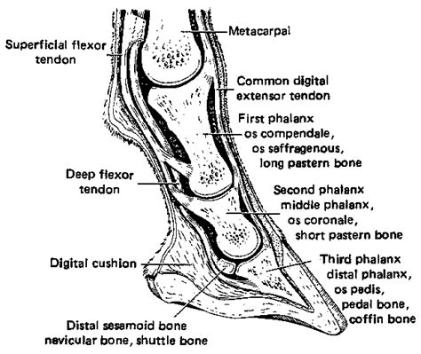 Histology of human compact bone tissue under microscope view for. Animal Management - Horse Husbandry