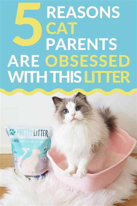 While cat litter sizes can vary between cats, on average, most cats have about three to five kittens per litter. There are 5 major reasons that cat parents want to switch ...