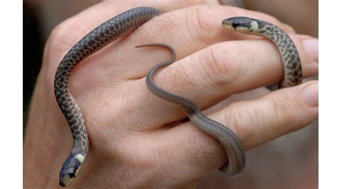 Die schwarze mamba hat sich den ruhm eines rücksichtslosen mörders verdient. Schlangen: Heimische Schlangenarten - Reptilien und ...