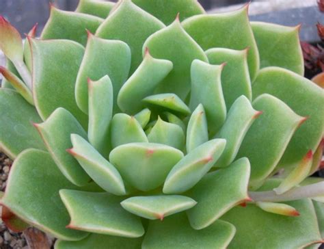 What is its hardiness zone? Succulent Subscription Box Monthly Club | Succulents ...