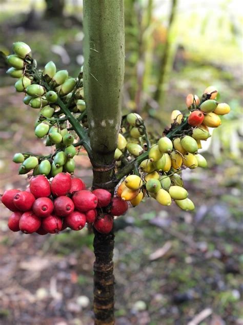 We grow over 300 of the rarest and most exciting species from seed. Areca latiloba - Floribunda Palms & Exotics