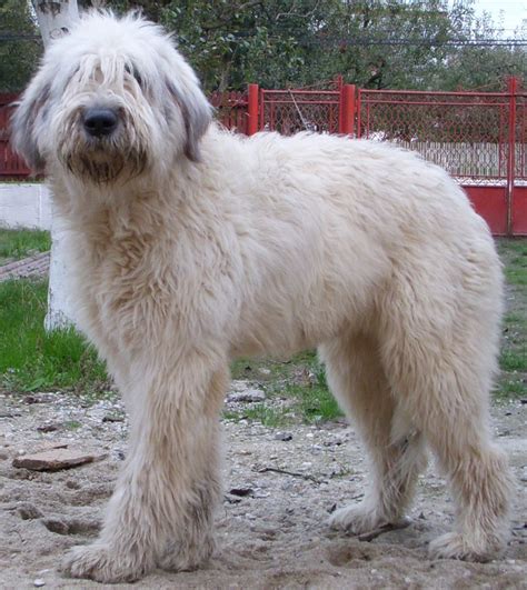 The romanian mioritic shepherd is a large breed of livestock guardian dog that originated in the carpathian mountains of romania. Vanzari caini de rasa Ciobanesc Romanesc Mioritic, Ofer ...