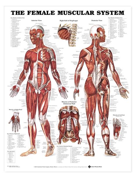 Function of the back muscles there are several individual muscles within the back anatomy, and it's important to take a quick look at all of The Female Muscular System Anatomical Chart - Anatomy ...