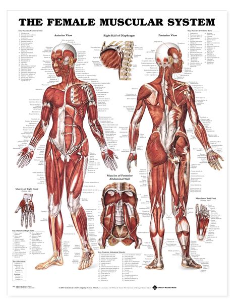 Female muscle diagram anatomy chart ipad case skin. The Female Muscular System Anatomical Chart - Anatomy ...