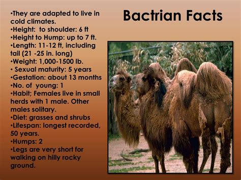 They have thick, wooly coats that provide warmth during bactrian camels provide nomads in asia with wool, meat and milk. PPT - The Desert Camel PowerPoint Presentation, free ...