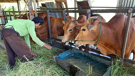 Kegiatan penyembelihan hewan qurban dalam rangka perayaan idul. Begini Protokol Penyembelihan Hewan Kurban di Masa Pandemi ...