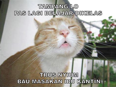 Tentu itu bukan gambar utuh, melainkan dua gambar berbeda yang digabung menjadi satu dan seolah menjadi suatu cerita. Ngadubanteng: Kumpulan Meme Kucing Lucu