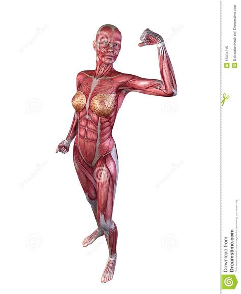 Woman body midsection with interior organs superimposed. Female Muscular System Royalty Free Stock Photo - Image ...