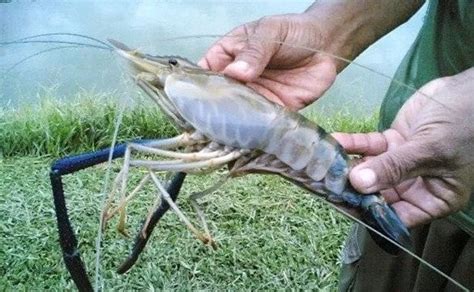 Udang galah kampung kuantan terbesar. CARA BUDIDAYA UDANG GALAH PDF