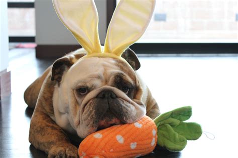 More images for french bulldog easter » My Bulldog Porter(house) wishes you a Happy Easter (With ...