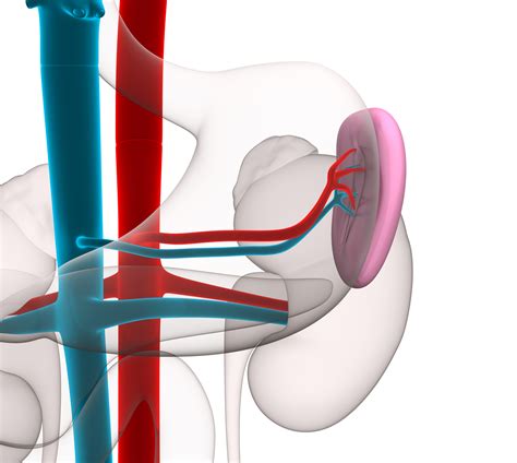 Similar in structure to a large lymph node, it acts primarily as a blood filter. Splenectomy - Victorian Specialist Surgery & Weight loss centre