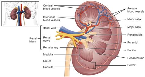 Where are the kidneys located? Are The Kidneys Located Inside Of The Rib Cage - When the ...
