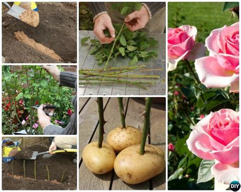 Growing lavender from seeds can be a little tricky, but once you have it, growing it from cuttings is easy peasy! Gardening Tip to Regrow Rose on Potatoes