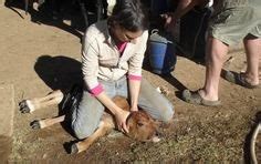 Woman cited after dogs escape and kill goat. Chinese Woman Killing A Goat - Racheal and the butchered ...