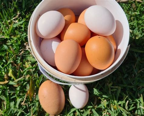 See full list on smallpetselect.com Why are my Chickens not laying eggs? | Evans Chickens