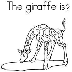 The giraffe, or the giraffa camelopardalis, is the tallest mammal in the world. Top 20 Free Printable Giraffe Coloring Pages Online ...