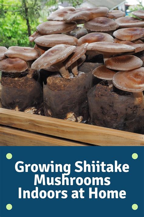 Why should you grow shiitake mushrooms indoors? Growing Shiitake Mushrooms Indoors (at Home) - Eco Peanut