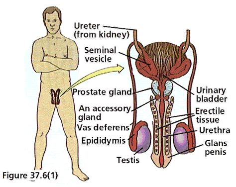 The reproductive system is the only body system that differs substantially between individuals. The Male Reproductive System