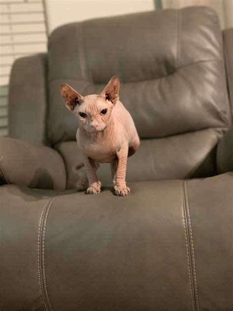 The sphynx is highly active, often described as curious and energetic. Sphynx Cats For Sale | Phoenix, AZ #310331 | Petzlover