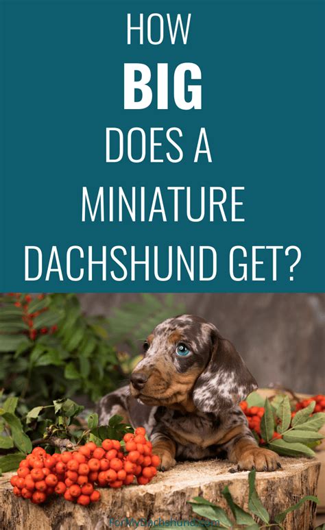 How big do rosier miniature roses get? How Big Does a Miniature Dachshund Get?